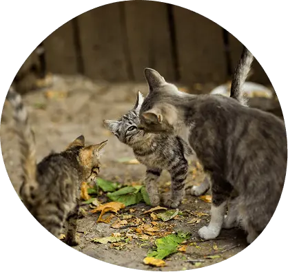 屋外で暮らす猫の様子