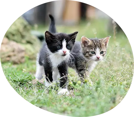 屋外で暮らす猫の様子