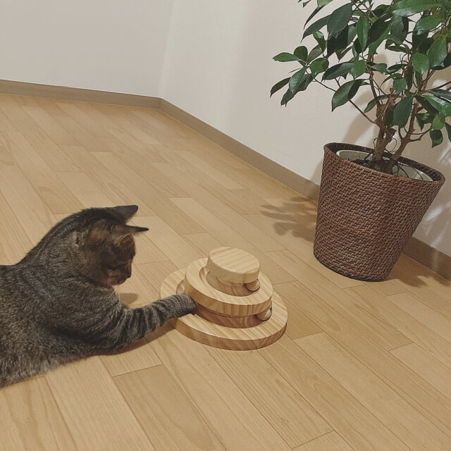 家で遊んでいる猫の様子